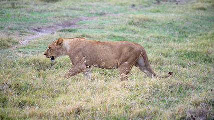 African wild animals in Tanzania