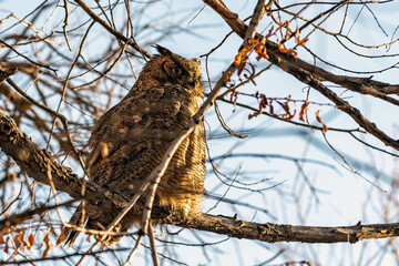 Great Horned Owl, Bubo virginianus, perched in a tree during winter in Northern Nevada.