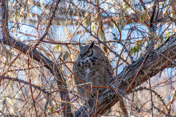 Great Horned Owl, Bubo virginianus, perched in a tree 