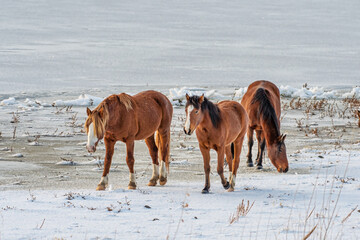 Wild Mustang Horses in the snow at Washoe Lake near Reno, Nevada.