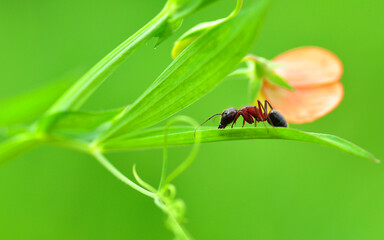 Beautiful Strong jaws of red ant close-up