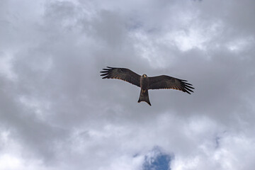 African wild animals in Tanzania