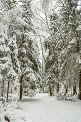 Winter forest in the snow, beautiful nature.