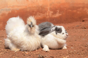 squirrel eating a nut