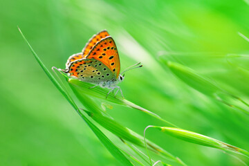 Macro shots, Beautiful nature scene. Closeup beautiful butterfly sitting on the flower in a summer garden.
