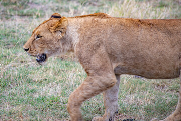 African safari and wildlife animals in tanzania