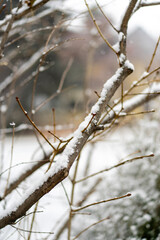 first snow covered tree branches 