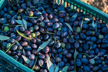 Closeup on a box filled with freshly picked olives. The black olive of Nyons. Olive harvesting.