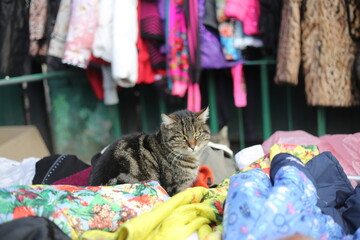 a cat sits among things at a flea market