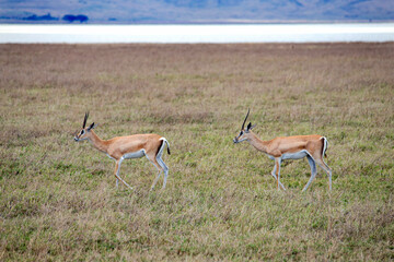 African safari and wildlife animals in tanzania