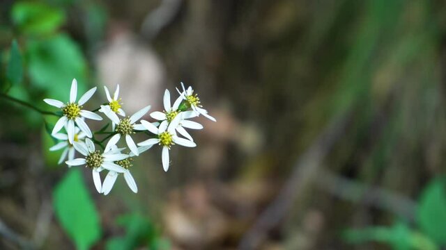 Doellingeria scabra is a perennial herb of the family Asteraceae from Eurasia