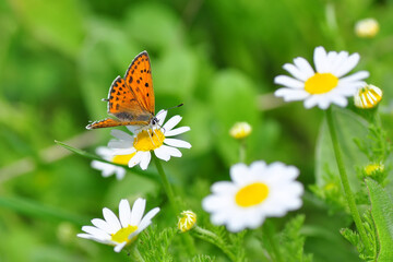Macro shots, Beautiful nature scene. Closeup beautiful butterfly sitting on the flower in a summer garden.