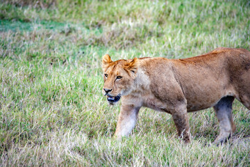 Fototapeta na wymiar African safari and wildlife animals in tanzania