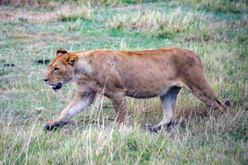 African safari and wildlife animals in tanzania