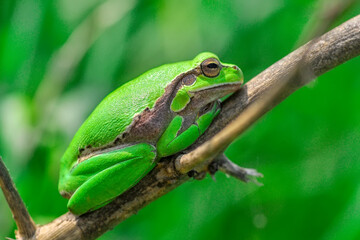 Europaean tree frog Hyla arborea from water onto dry reed-mace leaf in natural background