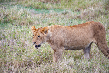 African safari and wildlife animals in tanzania