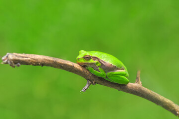 Europaean tree frog Hyla arborea from water onto dry reed-mace leaf in natural background