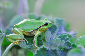Europaean tree frog Hyla arborea from water onto dry reed-mace leaf in natural background