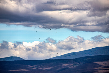 African safari and wildlife animals in tanzania