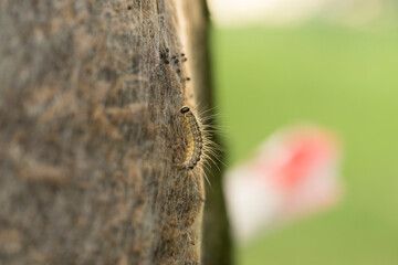 Procession caterpillar larvae of the moth close up long hairs are very visible in sunlight. This hairs aren't dangerous. The dangerous hairs are invisible.