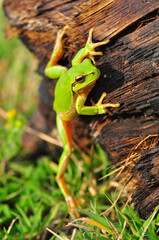 Europaean tree frog Hyla arborea from water onto dry reed-mace leaf in natural background