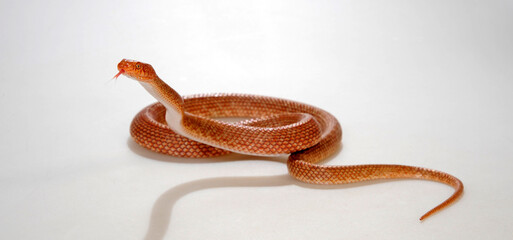 Israelische Katzennatter, Ägyptische Katzennatter // Arabian cat snake (Telescopus dhara) 