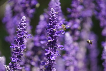 bee on lavender