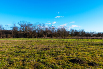 Green agricultural field. Trees and blue sky in December.