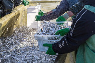 Fishermen collect freshly caught fish in boxes.