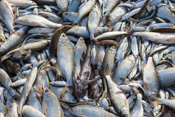 Fresh small fish of various species in large quantities. Selective focusing.
