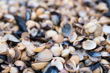 Seashells on the beach.