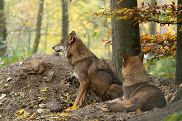 Pack of Grey Wolves two resting in a forest - Powered by Adobe