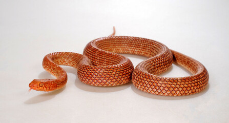 Israelische Katzennatter, Ägyptische Katzennatter // Arabian cat snake (Telescopus dhara) 