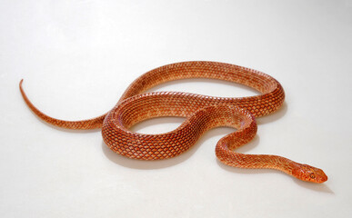 Arabian cat snake // Israelische Katzennatter, Ägyptische Katzennatter (Telescopus dhara) 