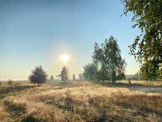 Obraz premium morning in the forest