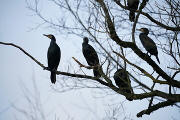 Kormorane auf einem Ast einer Weide (Phalacrocorax carbo)