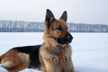 Winter portrait of the Dog. German shepherd dog lies in the snow. Walking with the animal in winter.