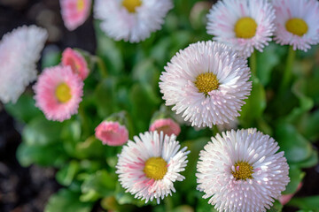 aster garden