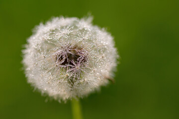 Banner, natural background green color with plant. White dandelion. Space for text. Selective focus