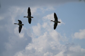 goose