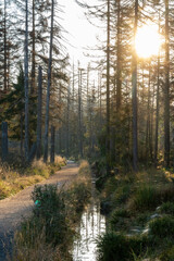 Obraz premium Wanderweg im Nationalpark