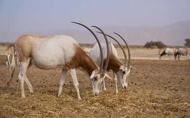 Two scimitar-horned oryxes in Hay-Bar Yotvata Nature Reserve, a breeding and rehabilitation center...