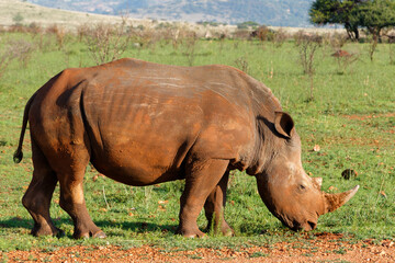 Fototapeta premium White rhinoceros walking on the plains of Nkomazi game reserve near the city of Badplaas in South Africa
