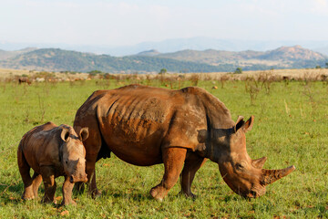 Fototapeta premium White rhinoceros walking on the plains of Nkomazi game reserve near the city of Badplaas in South Africa