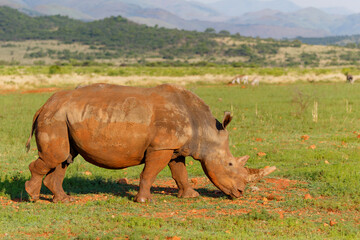 Fototapeta premium White rhinoceros walking on the plains of Nkomazi game reserve near the city of Badplaas in South Africa