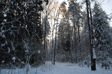 frosty snow covered trees in winter forest in cold day with blue sky and sunlight