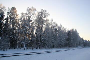 frosty snow covered trees in winter forest in cold day with blue sky and sunlight