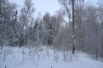 frosty snow covered trees in winter forest in cold day with blue sky and sunlight