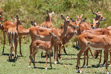 Herd of impalas