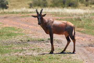 Side view of a topi in Kenya